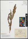 Foto von Salix purpurea L. x Salix viminalis L.